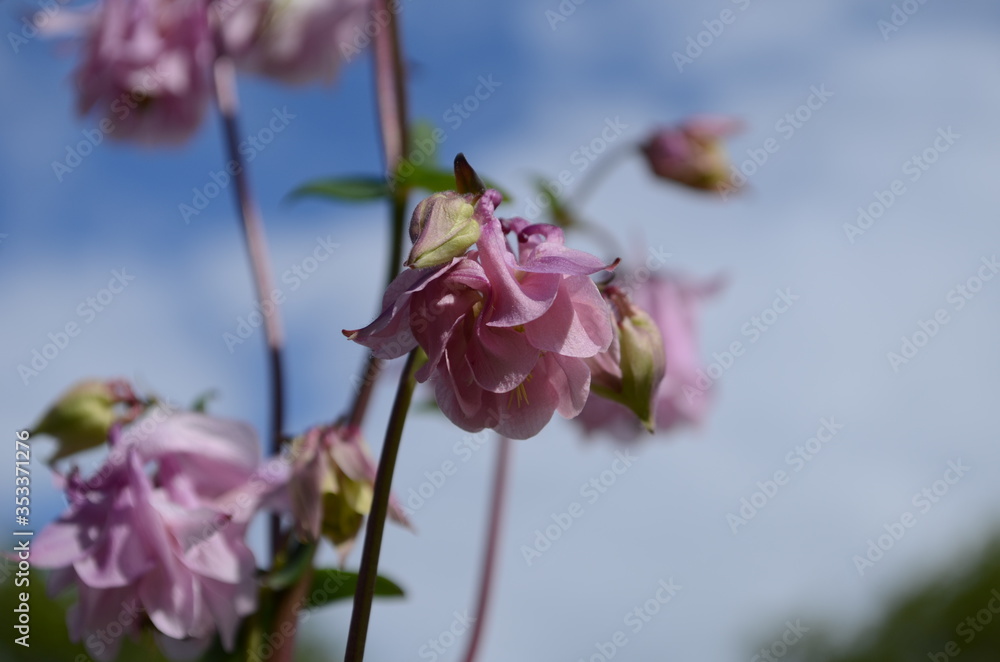 Fototapeta premium close up image of Crimson Star Columbine flower blossoms in a garden.