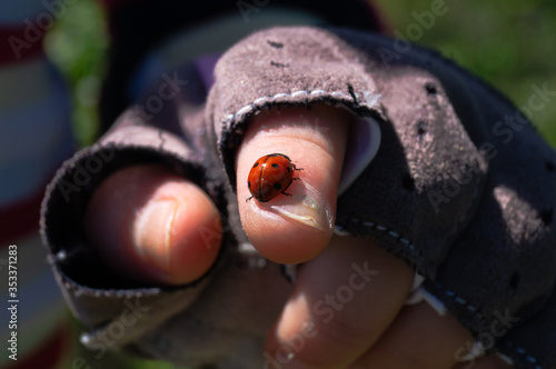 Coccinellidae. Coccinella septempunctata. Bug. Beetles. Insect. Invertebrate. © Aleksey