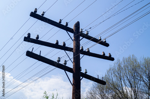 Power lines. Electrification. Electricity. Old electric poles in the forest.