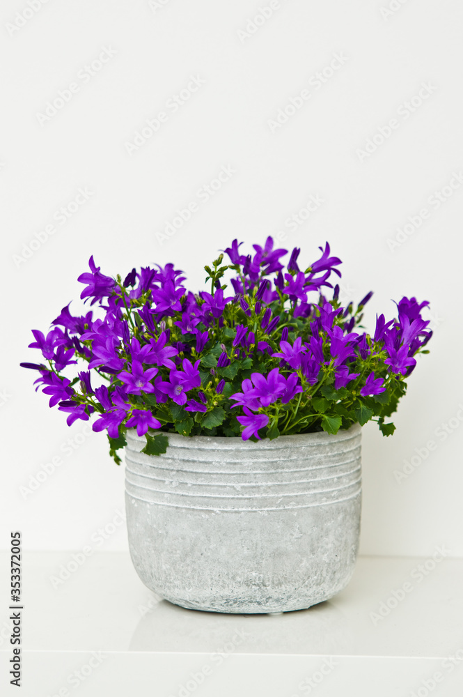 Campanula flowers home decoration in white clay pot on shelf