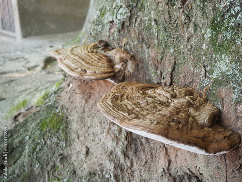 切り株に生えたサルノコシカケ