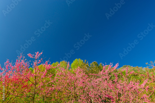 Colorfull pattern sasura green leaf with blue sky background