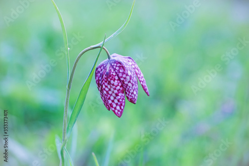 Fritillaria meleagris