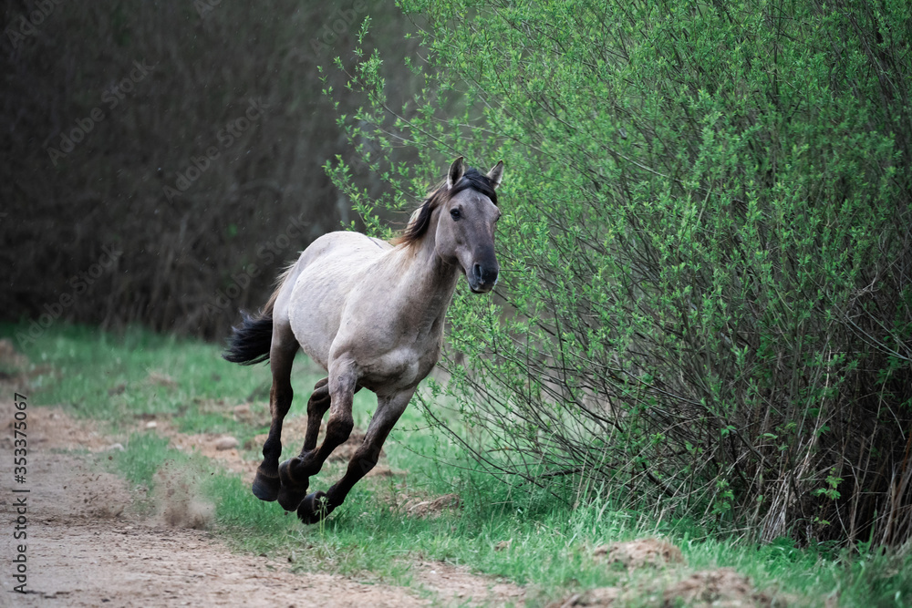 Fototapeta premium Young wild horse