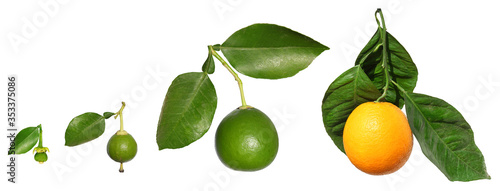 Stages of citrus (orange) fruit development and maturing. Isolated on a white background