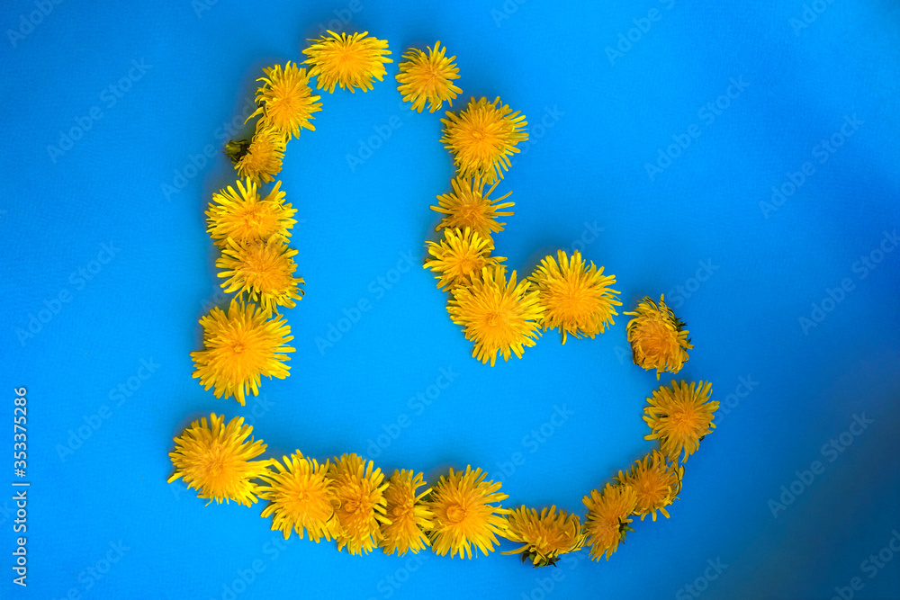 Yellow dandelions lie in the shape of a heart on a blue surface photographed top view Yellow dandelions lie in the shape of a heart on a blue surface photographed top view