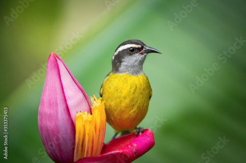 The Bananaquit, Coereba flaveola is sitting on the amazing red and yellow banana bloom in colorful backgound. Costa Rica photo