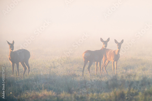 Family of roe deers at misty sunrise
