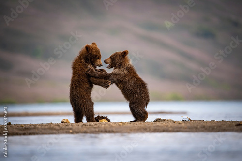 The young Kamchatka brown bear, Ursus arctos beringianus catches salmons at Kuril Lake in Kamchatka, running and playing in the water, action picture