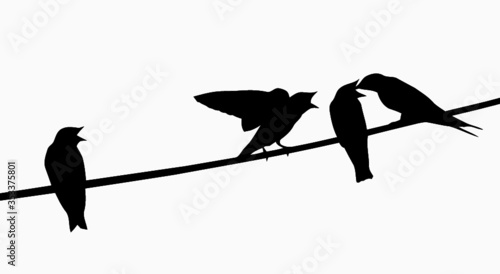 Família de andorinhas a alimentar os filhos