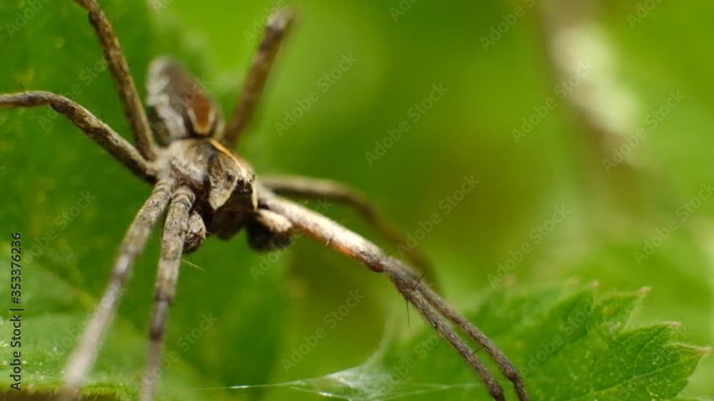 Macro shot of a spider being touched with a small stick Macro shot of a spider being touched with a small stick