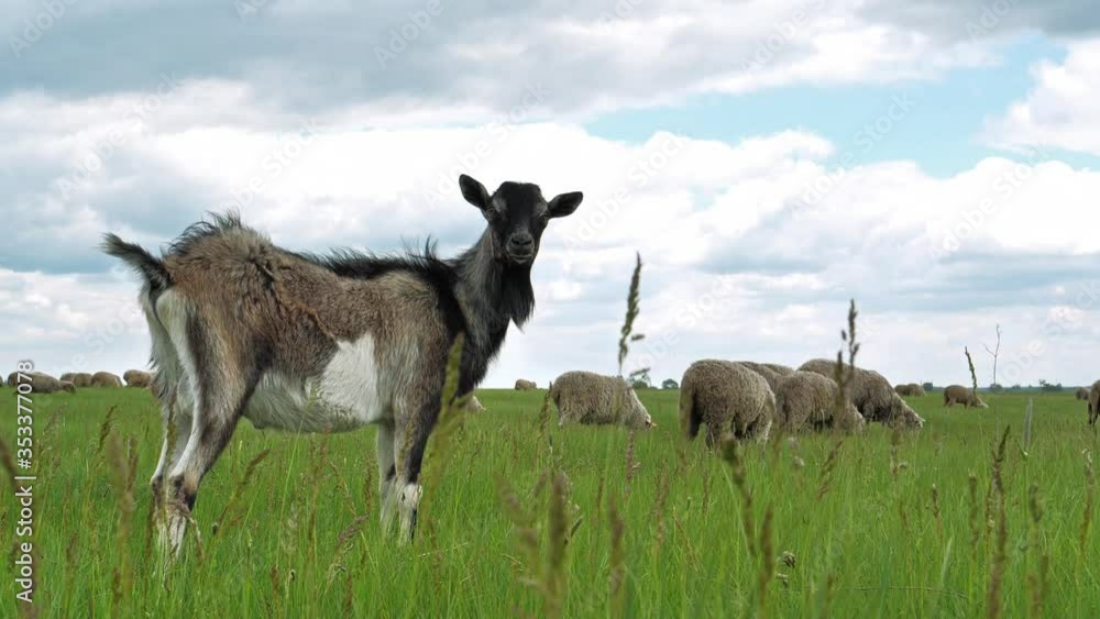 Goat and flock of sheep on the meadow Goat and flock of sheep on the meadow