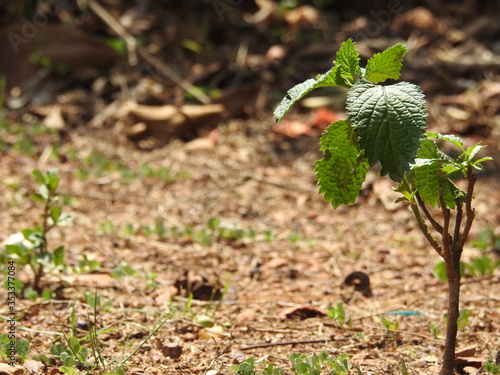young green plant