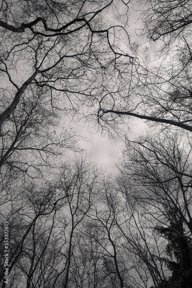 tall trees silhouette in the winter tall trees silhouette in the winter