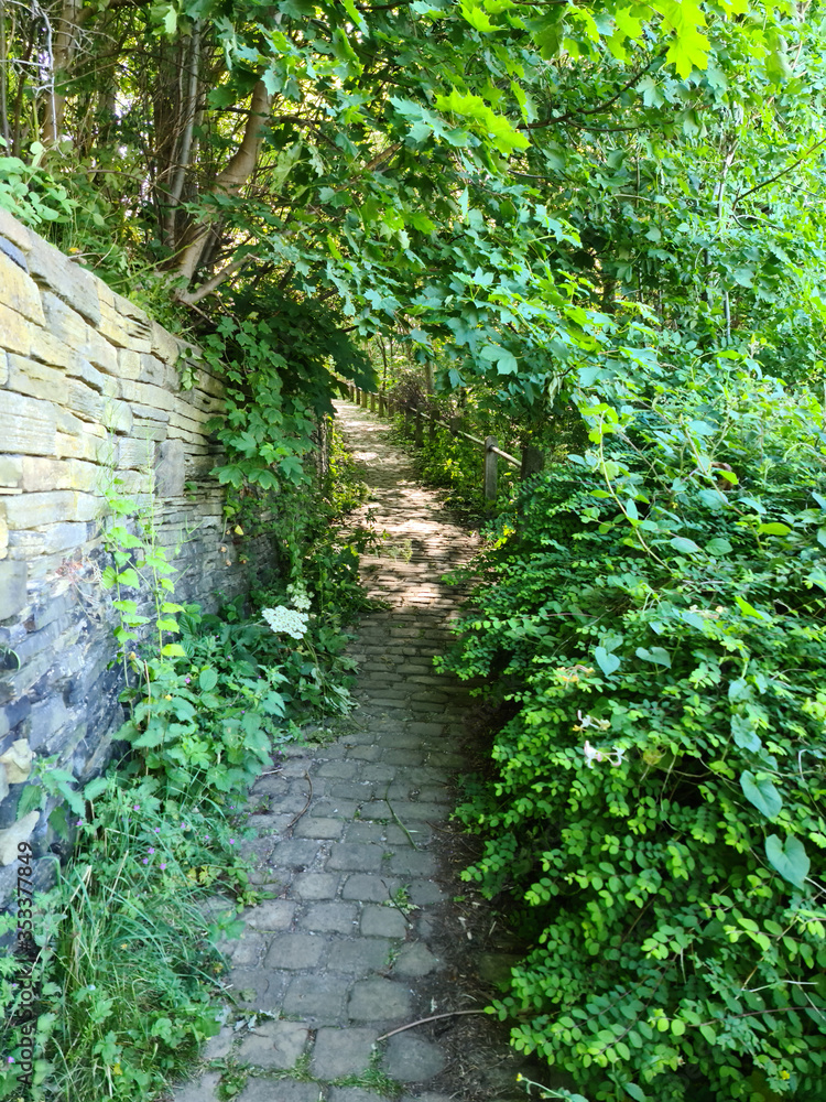 Fototapeta premium path in the forest