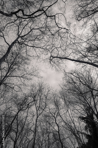 tall trees silhouette in the winter