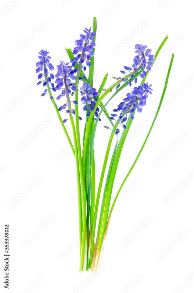 Fototapeta premium Blue inflorescences and bulbs Muscari on white background