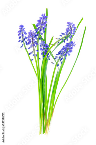 Blue inflorescences and bulbs Muscari on white background