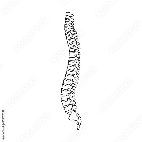 The human spine, drawn by lines on white background. Vector Stock illustration.