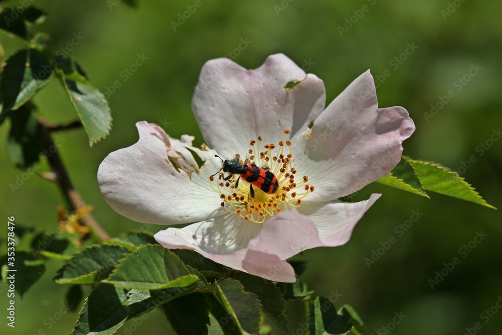 Zottiger Bienenkäfer (Trichodes alvearius) auf Wildrosenblüte Zottiger Bienenkäfer (Trichodes alvearius) auf Wildrosenblüte