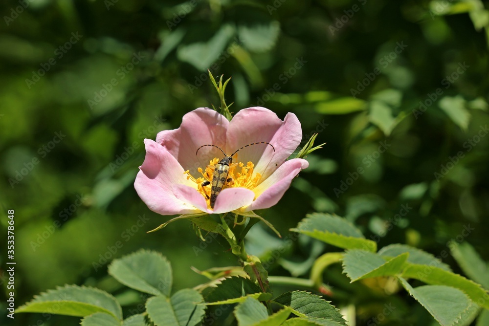 Obraz premium Gefleckter Schmalbock (Rutpela maculata) auf Wildrosenblüte