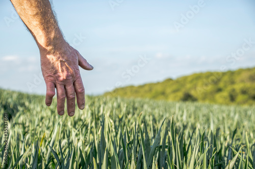 Farmer running his hand through his crops to check them