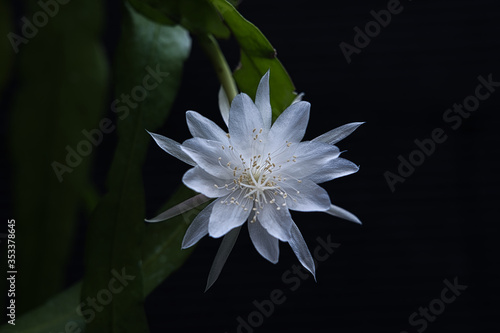 White Orchid Cactus Queen of the Night Flower with black background. 