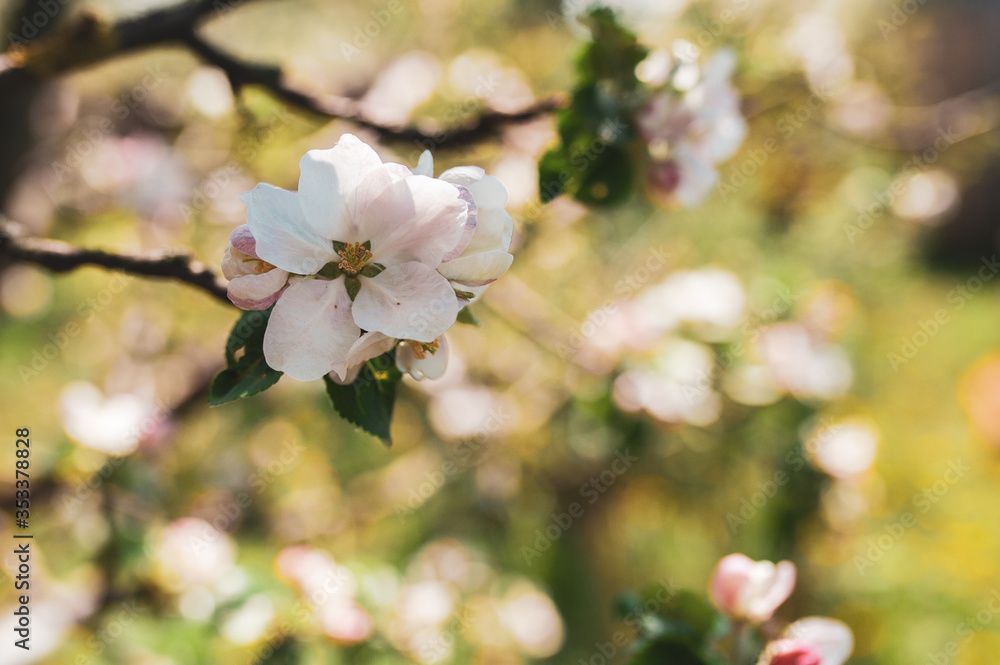 Blossoming branch of apple tree, spring floral background, beauty of nature