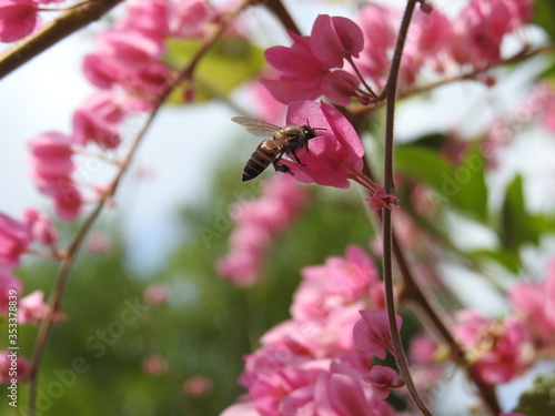 bees on pink flower