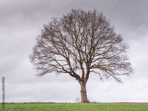 Baum als Silhouette