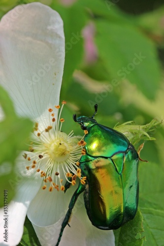 Großer Rosenkäfer, auch Großer Goldkäfer (Protaetia speciosissima) im Gras photo