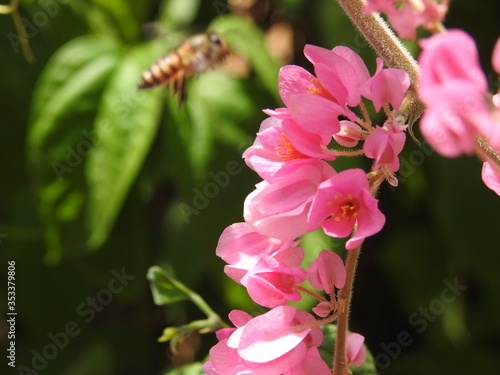 bee on pink flower
