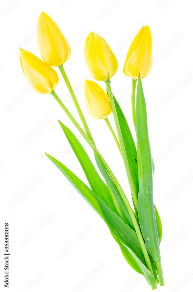 Bouquet of yellow tulips isolated on white background Bouquet of yellow tulips isolated on white background