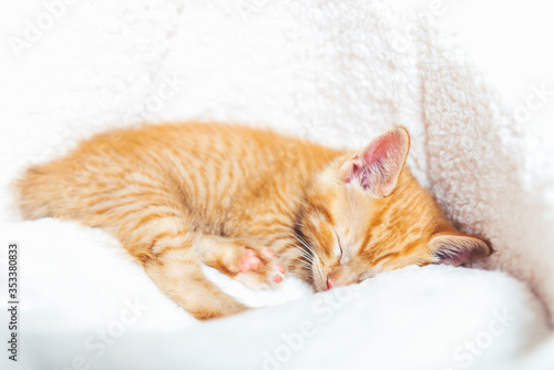 Fototapeta Naklejka Na Ścianę i Meble -  Cute little ginger kitten sleeps on white soft cat bedding