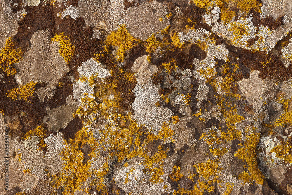 The texture of multi-colored moss on the stones. The texture of multi-colored moss on the stones.