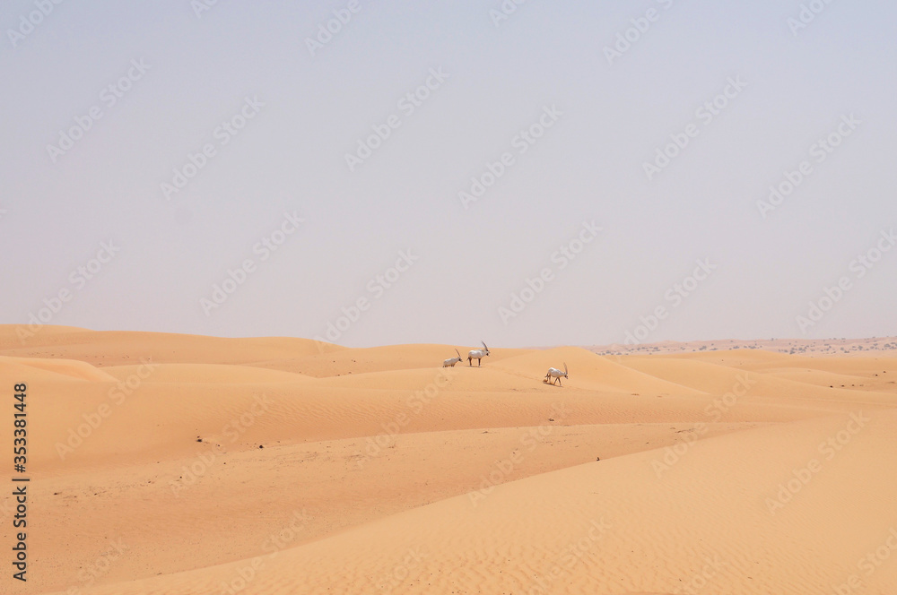Antilopen in der Wüste - Dubai/Reservat//Emirate/UAE