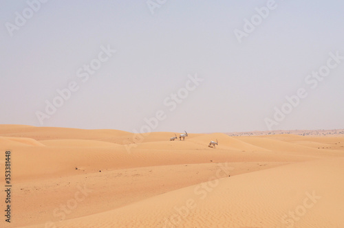 Antilopen in der W  ste - Dubai Reservat  Emirate UAE