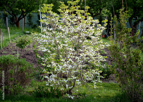 cornus kousa shrub with white striking flowers in the garden lawn photo