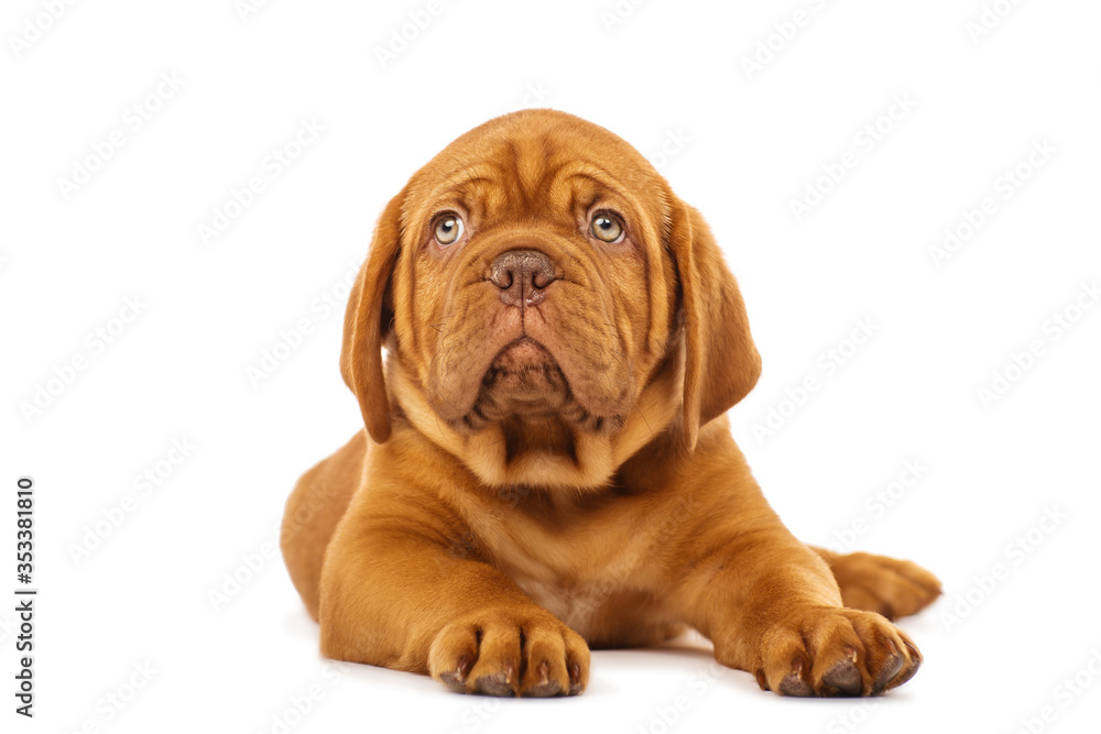 Puppy isolated on white. Dogue de Bordeaux Puppy isolated on white. Dogue de Bordeaux