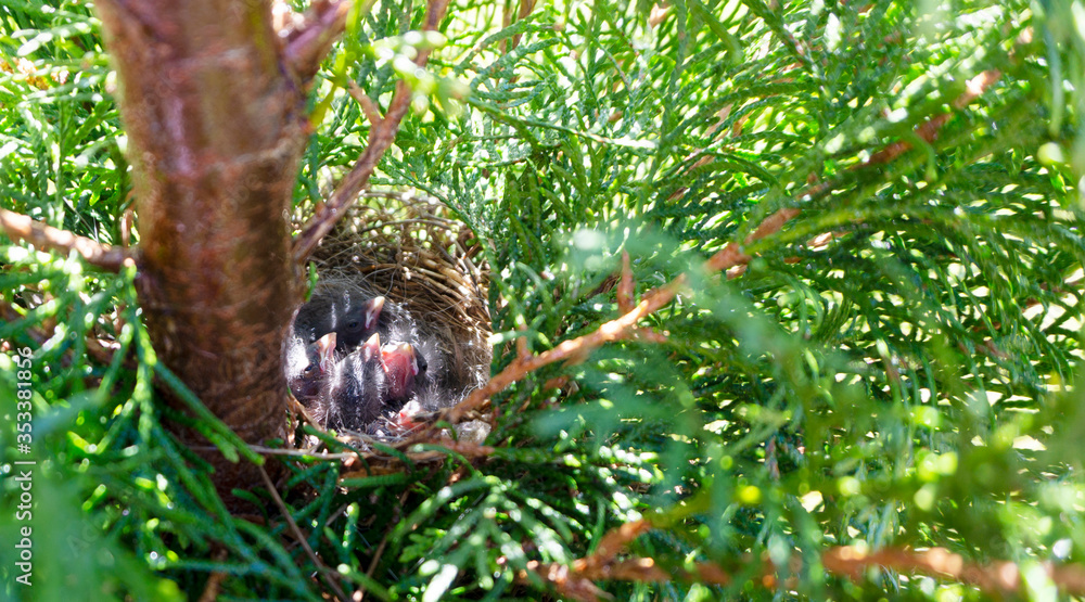 Recently hatched chicks of a flycatcher are sleeping in a nest, entwined in the branches of a thuja in the garden, waiting for a mother a bird. Blind chicks in gray fluff sleeping in a nest in the sun Recently hatched chicks of a flycatcher are sleeping in a nest, entwined in the branches of a thuja in the garden, waiting for a mother a bird. Blind chicks in gray fluff sleeping in a nest in the sun