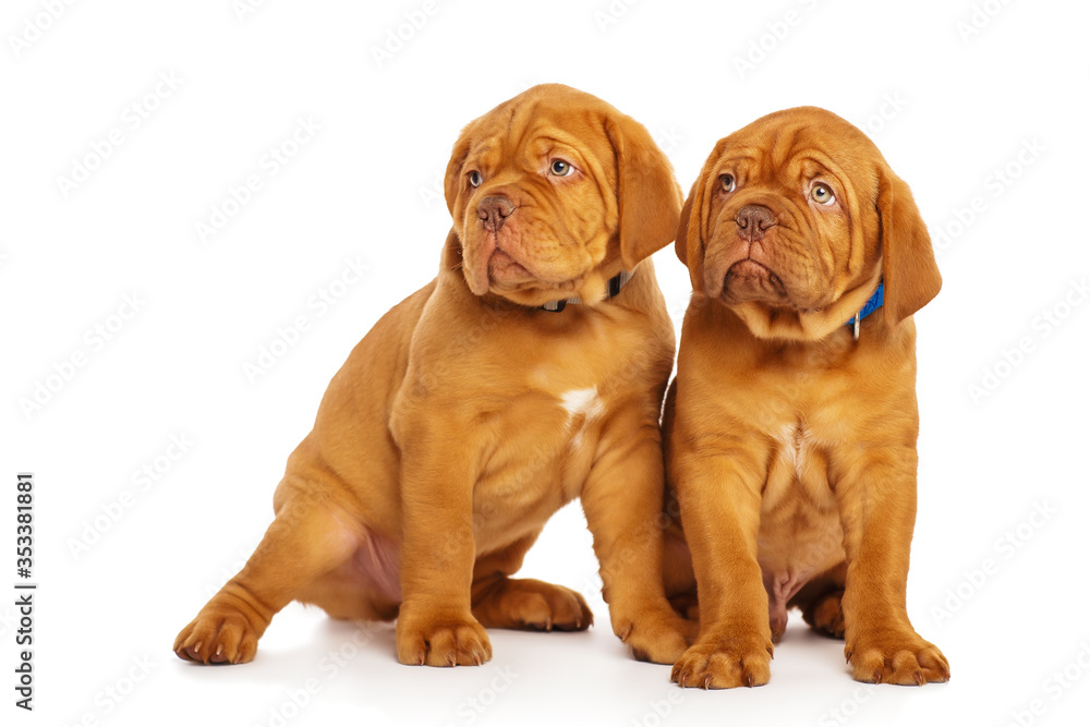 Two puppies, isolated on white. Dogue de Bordeaux