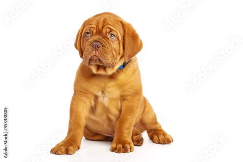 Puppy dog  isolated on white. Dogue de Bordeaux