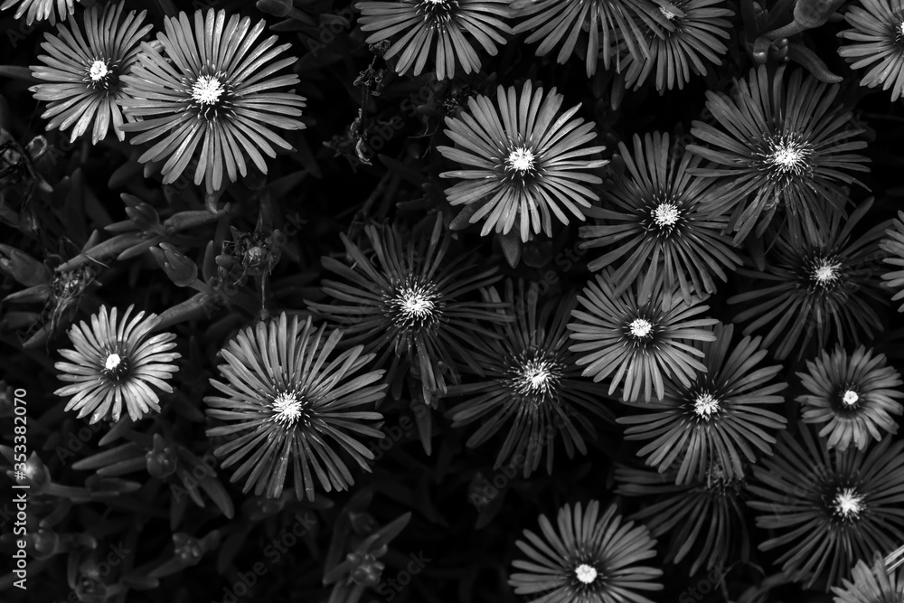 Flowers in May 2020 Flowers in May 2020