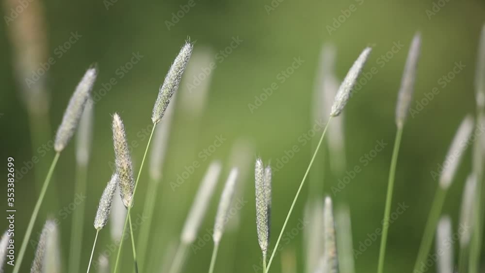 Meadow foxtail green grass in the wind Meadow foxtail green grass in the wind