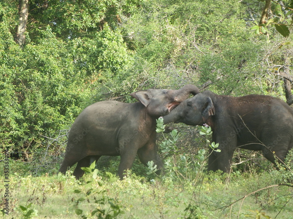 elephant affection in the jungle