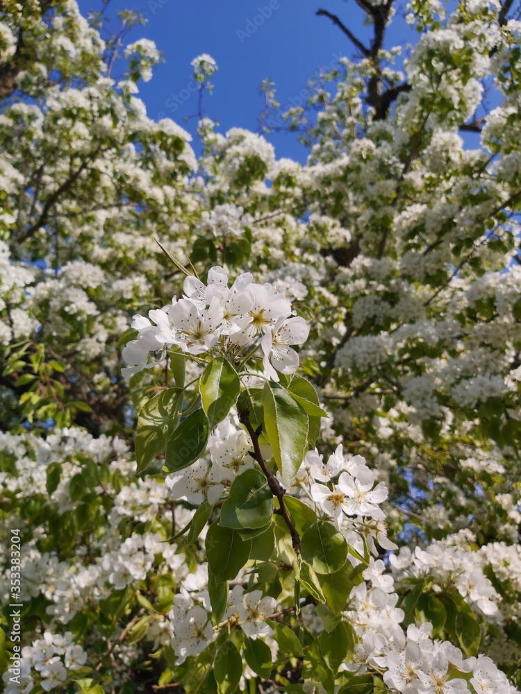 Blooming Cherry Tree Blooming Cherry Tree