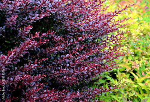 berberis thumbergii atropurpurea red-leaved shrub with thorns close-up of spring twigs