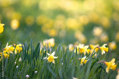 Daffodils in an spring forest on island fo Gotland, Sweden