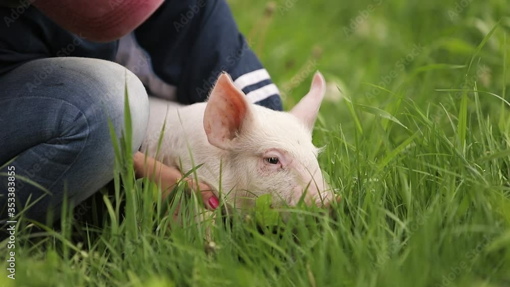 play with beautiful little piglets in the grass dandelion play with beautiful little piglets in the grass dandelion