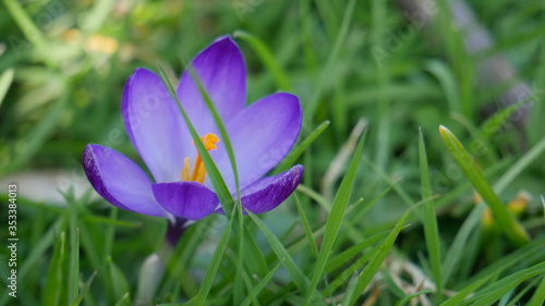 garden flower
